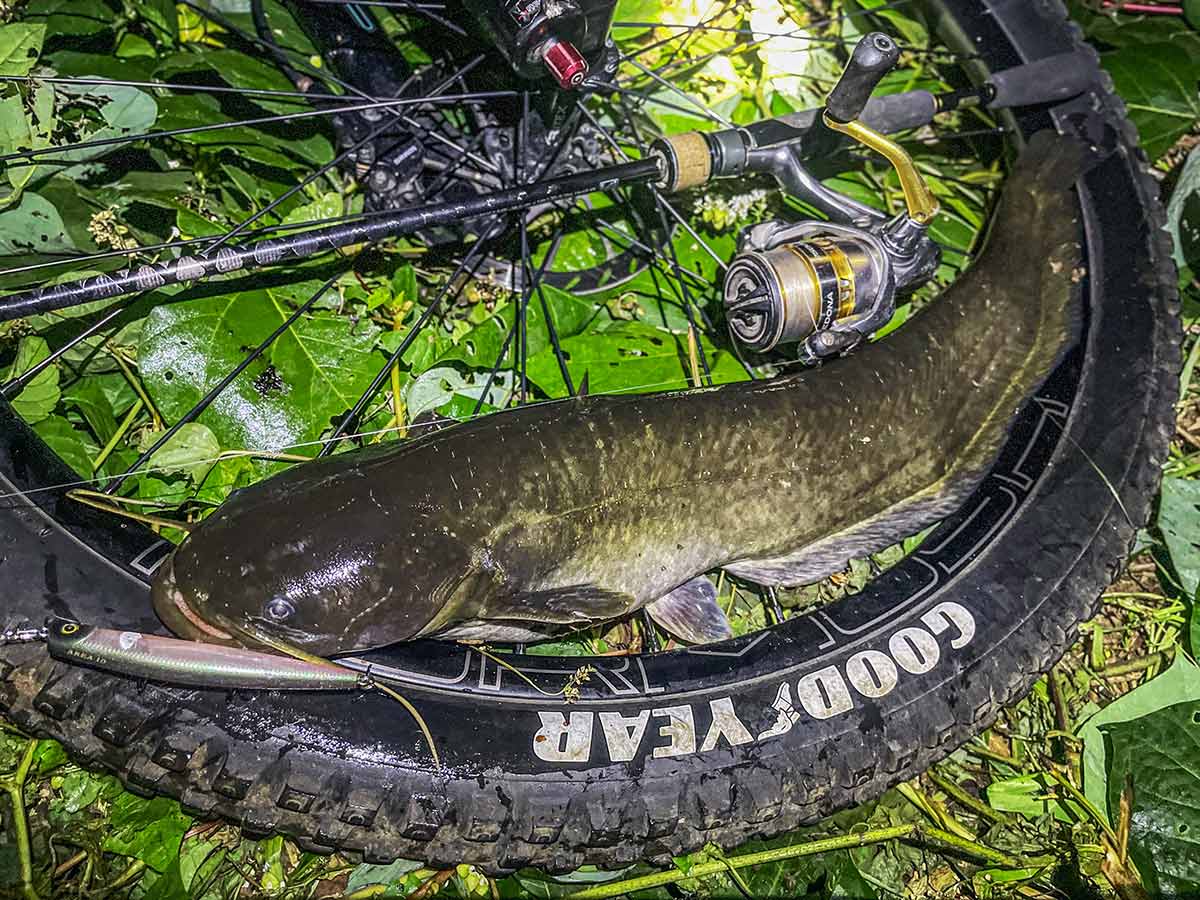 BIKE&FISH エリテンで釣れたナマズ