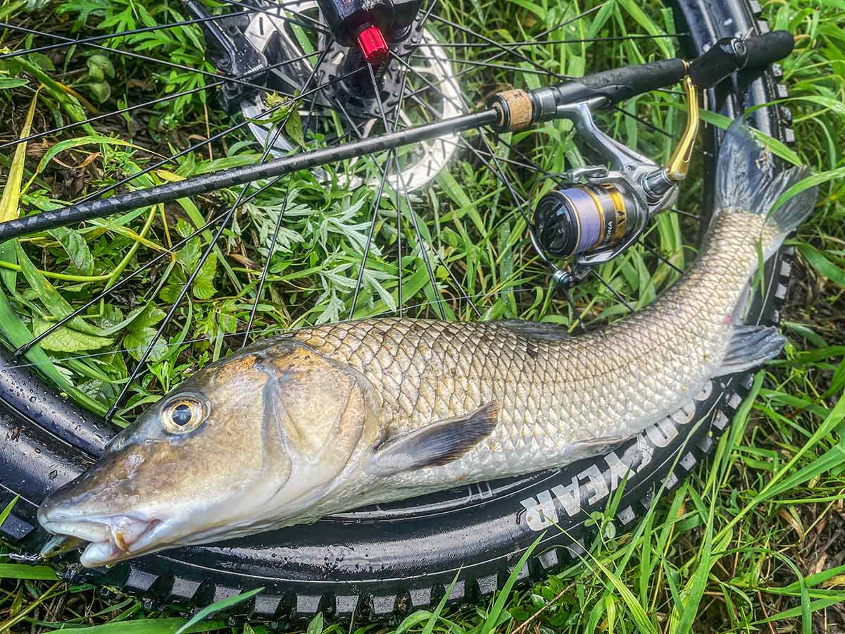 BIKE&FISH ワームで釣れたニゴイ