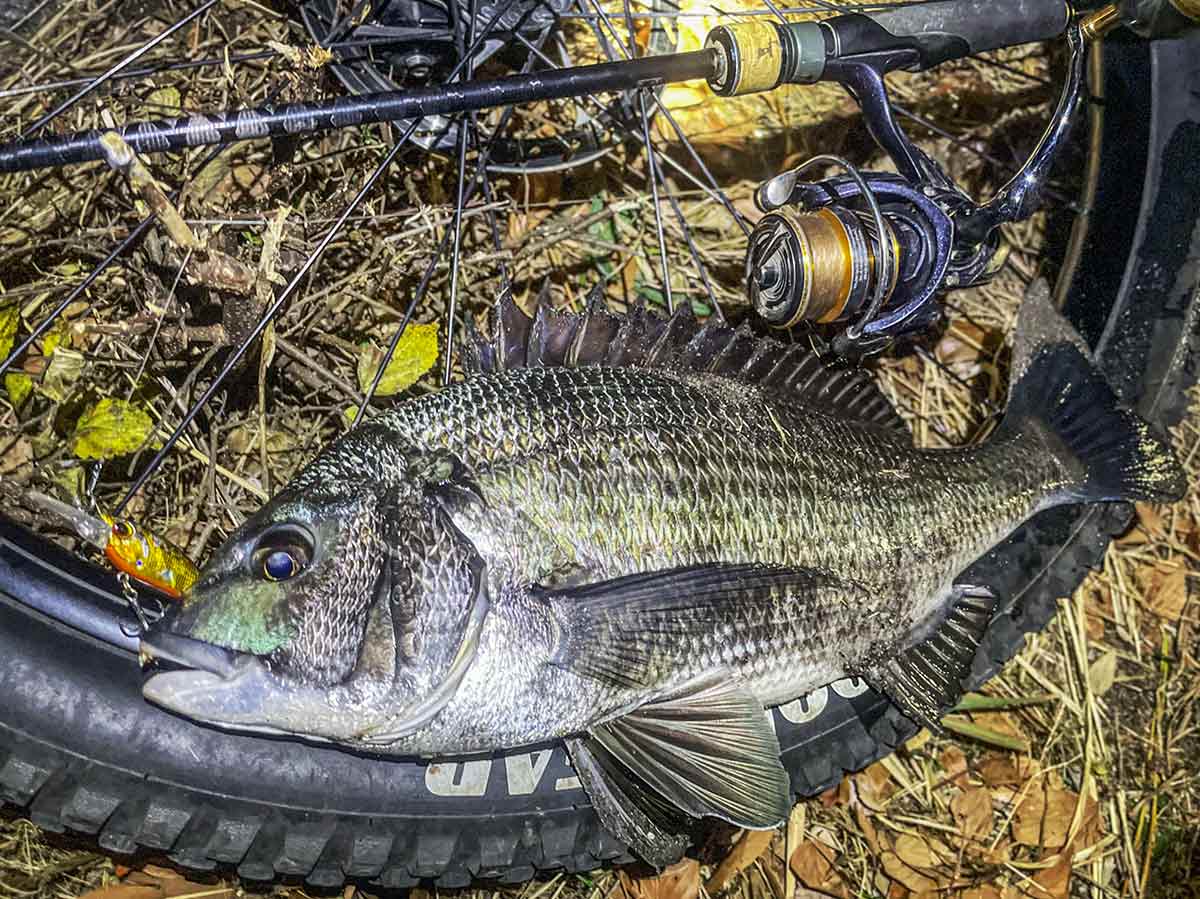 BIKE&FISH シャッドで釣れたクロダイ