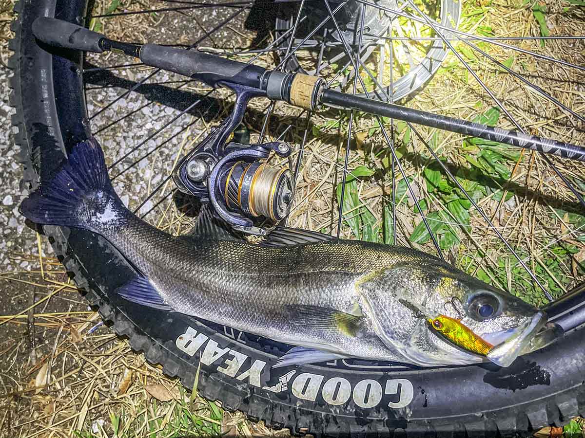 BIKE&FISH シャッドで釣れたシーバス