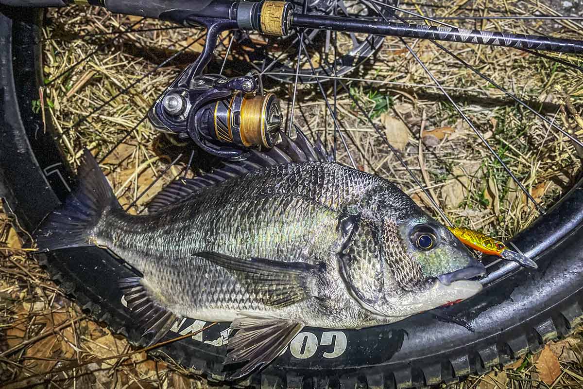 BIKE&FISH シャッドで釣れたクロダイ