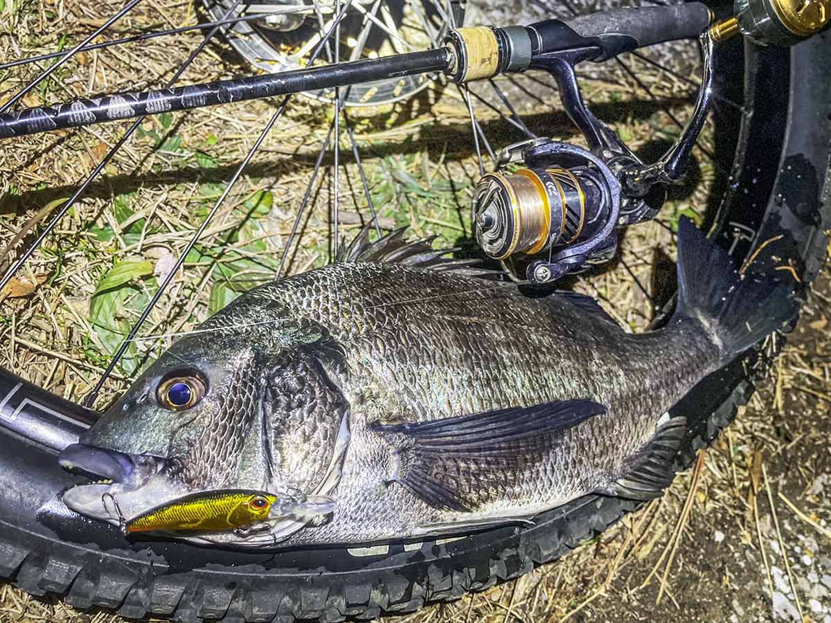 BIKE&FISH シャッドで釣れたクロダイ