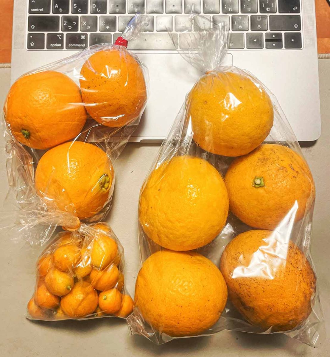 サタジュク トレイル 軒先販売所 ネーブル はっさく 金柑