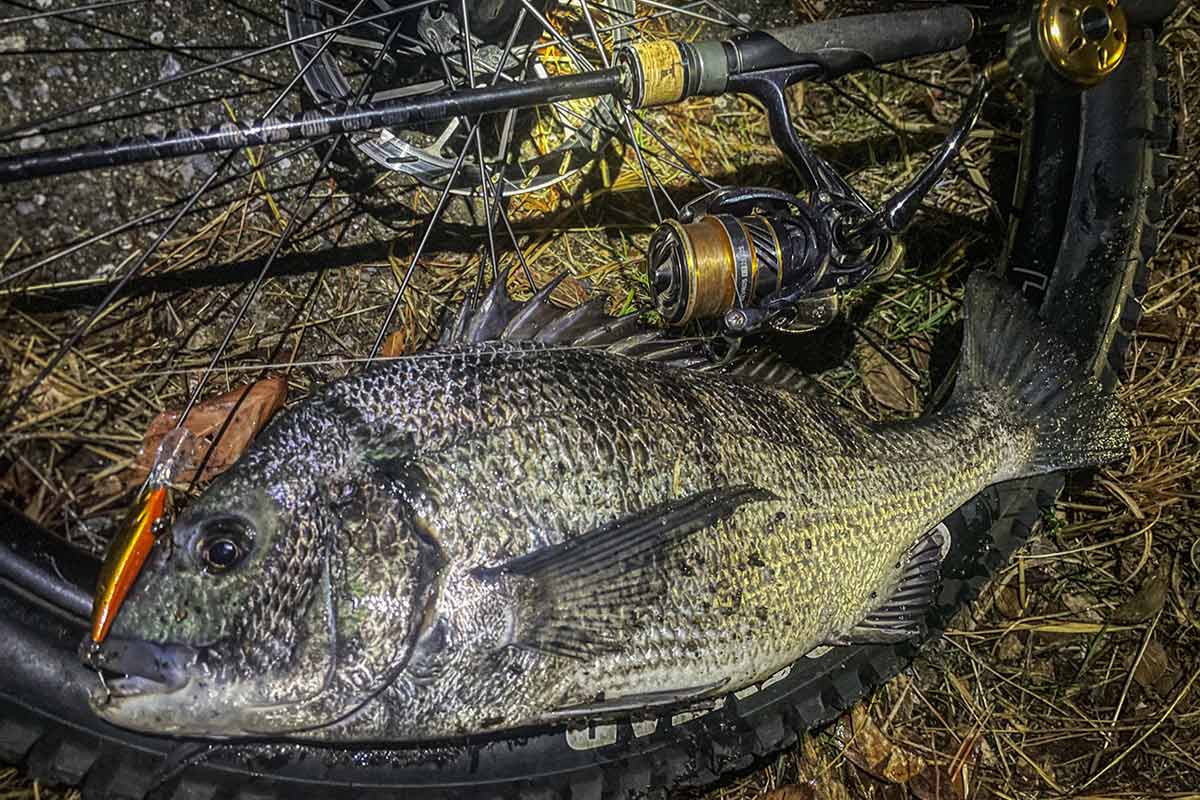 BIKE&FISH シャッドで釣れたクロダイ