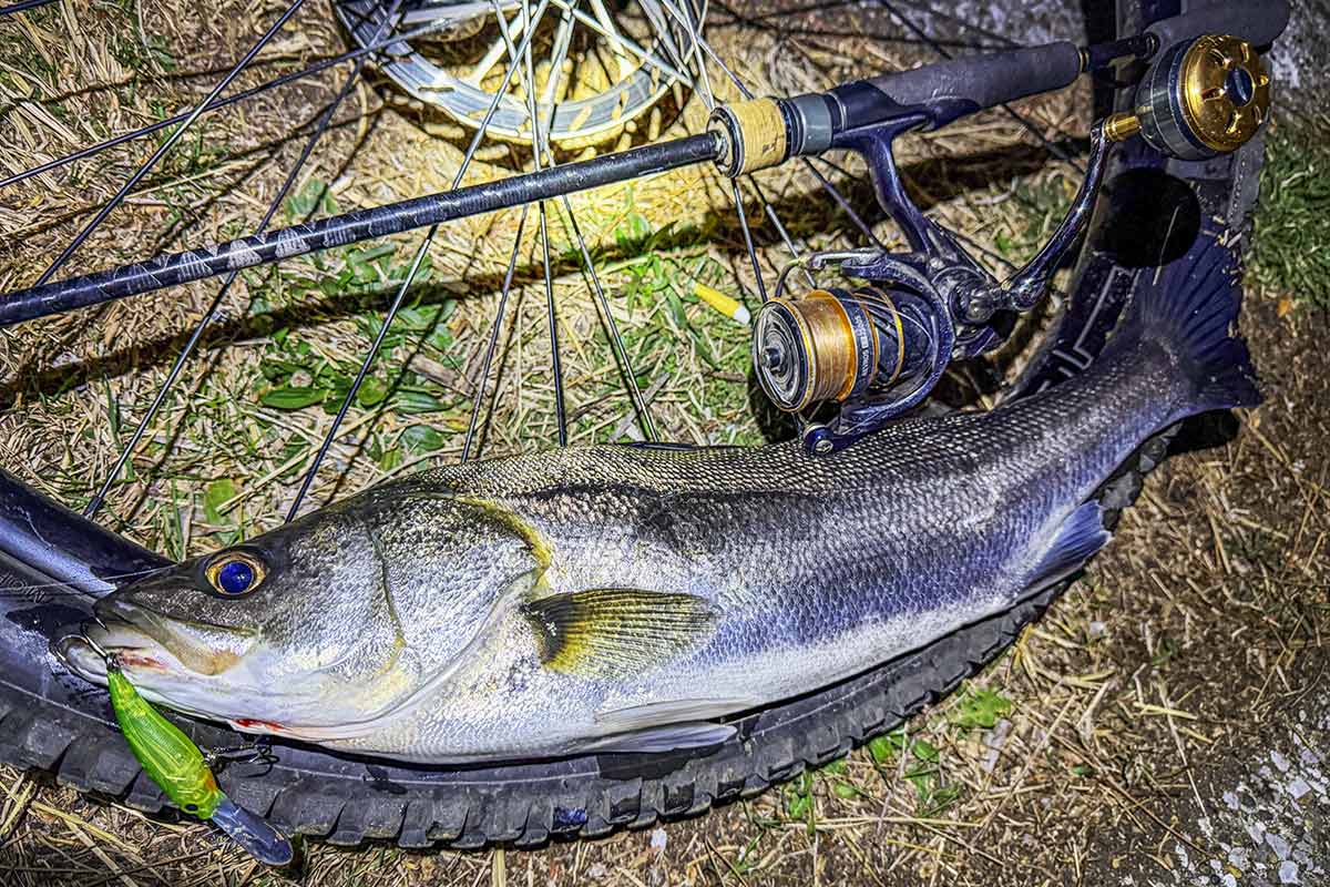 BIKE&FISH シャッドで釣れたシーバス