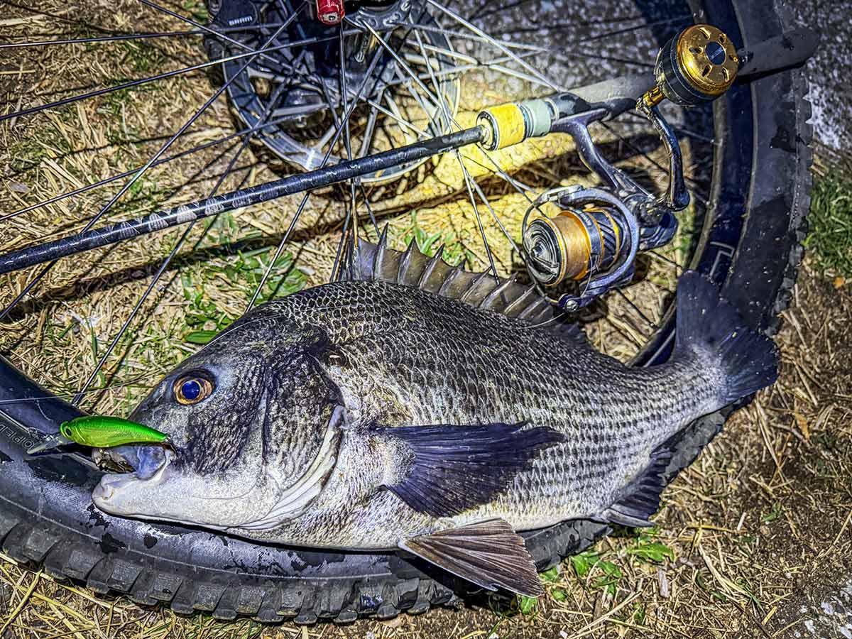 BIKE&FISH シャッドで釣れたクロダイ